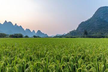 青椒鸡胗怎么炒又嫩好吃